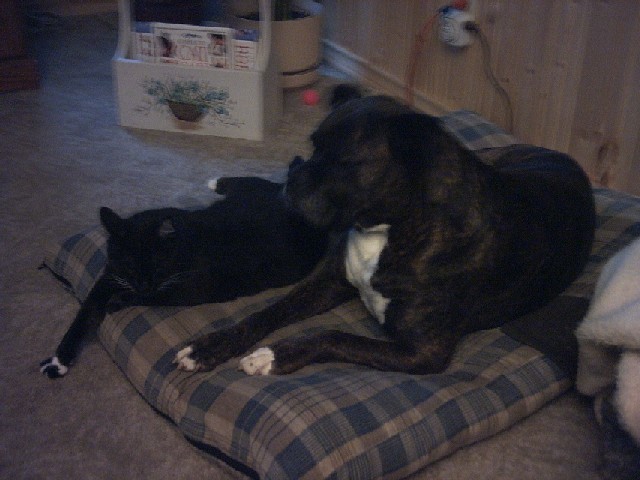 Koko and cat