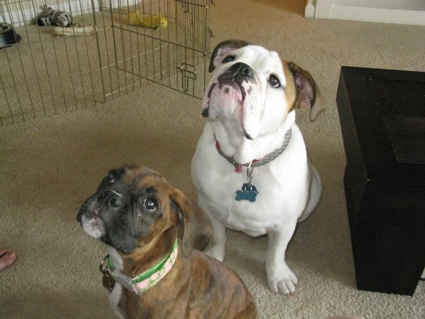 Kona and Donut