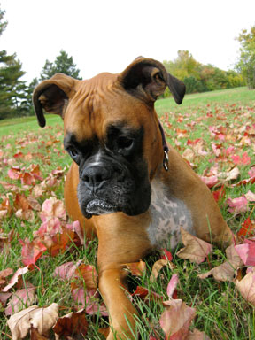 Kona Fall
