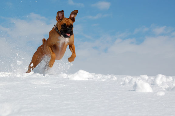 Kona Winter