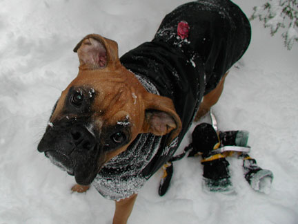 Kona Winter