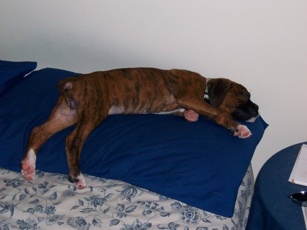 kona_on_ryans_pillow