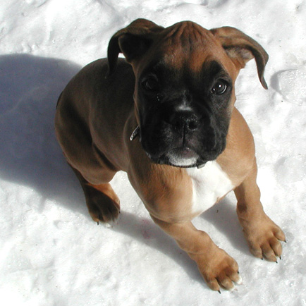 Kona's first Winter