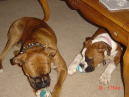 kongs