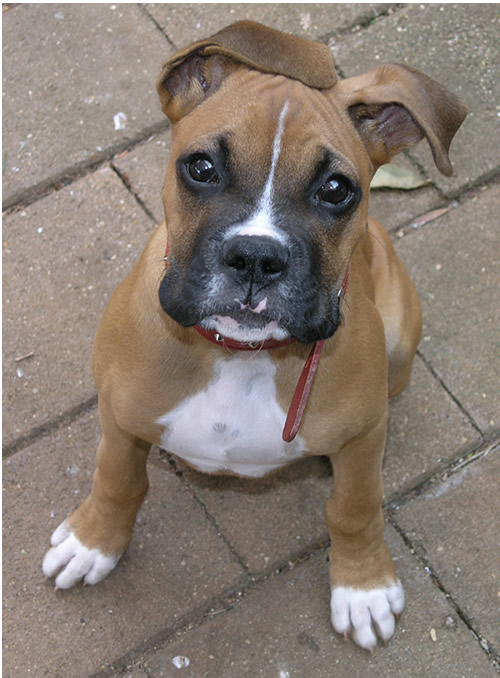 Kostya and his floppy ears!