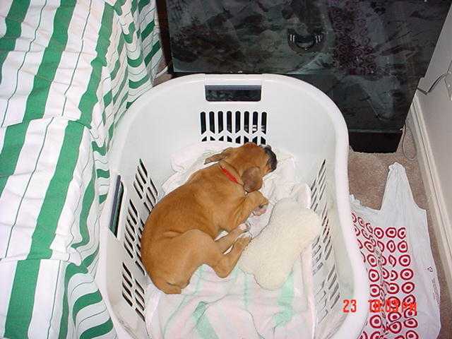 Kota in her basket