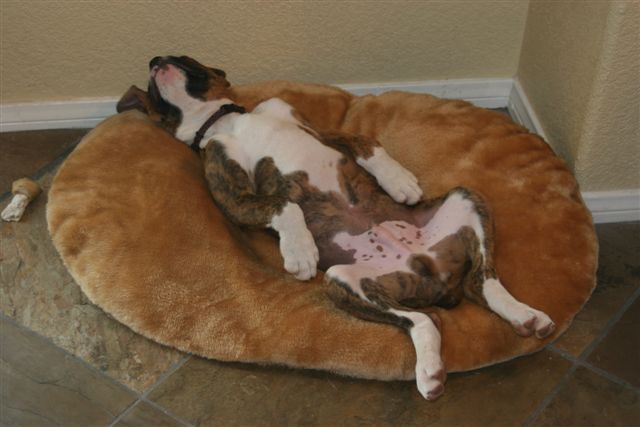 Kronk Spread Eagle