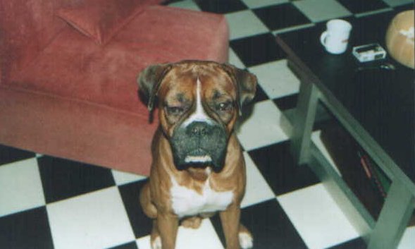 Krose the boxer!