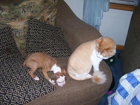 Kujo and Scooter Cat