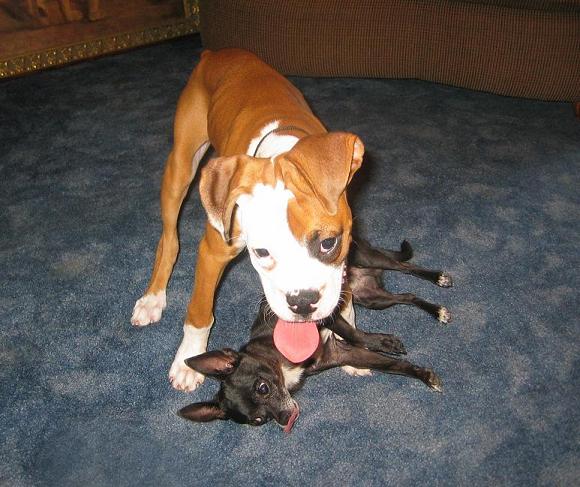 Kujo and Shelby