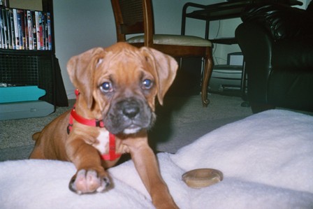 Kuma 9 Weeks Old