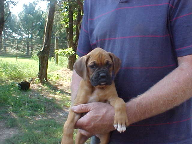 Kuma at 7 weeks