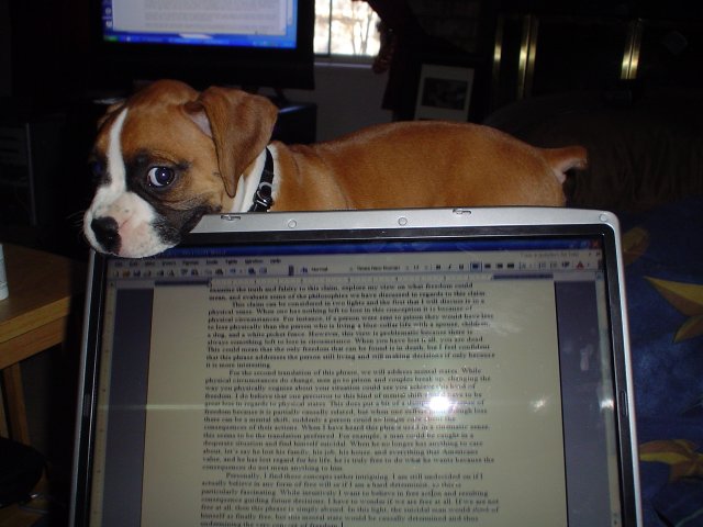 Kuma hates homework!