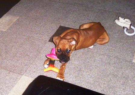 Kuma's favorite toy