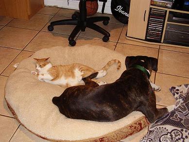 Kylie  2years with Archie new cat buddy.