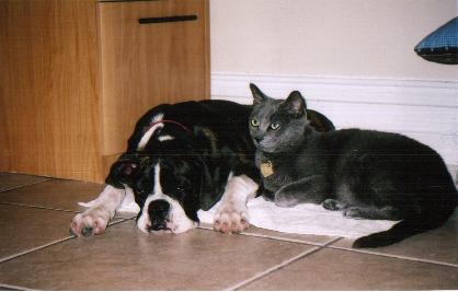 kylie  4nonths lounging with Shadow