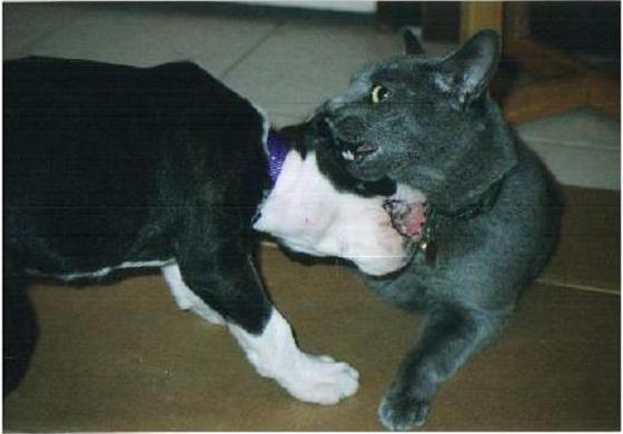 Kylie and Shadow