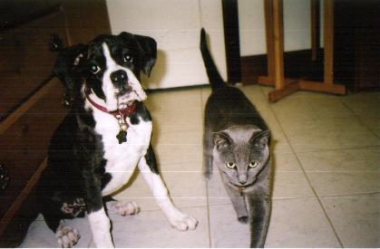 Kylie at 15 weeks way bigger than shadow now!