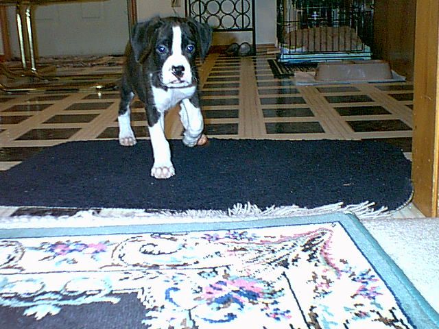 Kyser (7 1/2 weeks)