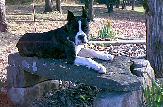 Kyser at 4 months old