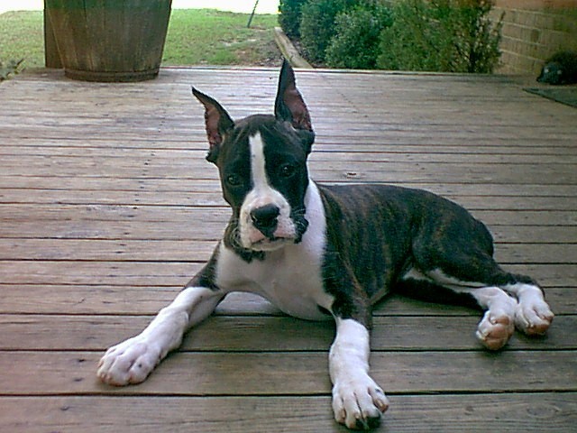Kyser lazing on the porch