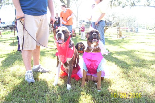 LA Boxer Bash