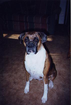 Lacey