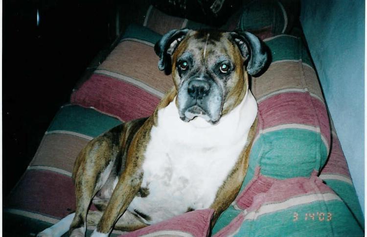 Lacey