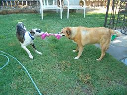 Lady and April playing tug o war