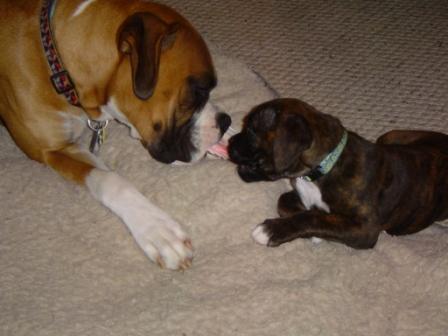Lady and the Tramp