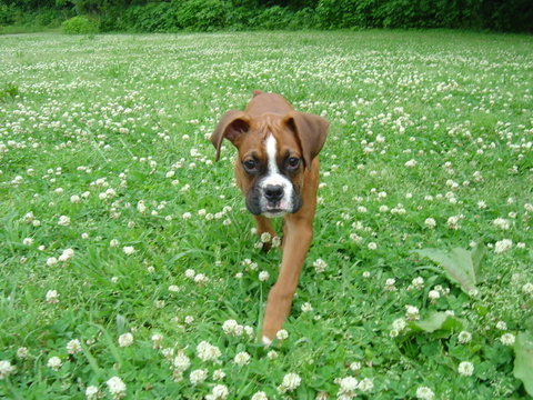 Lady at the Dog Park