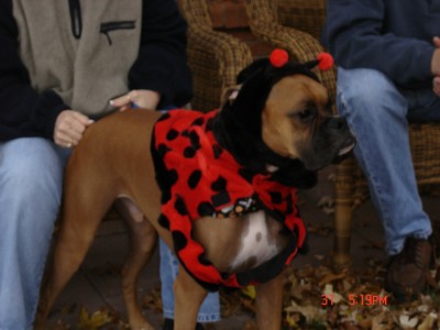 Lady Bug