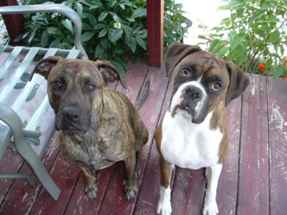 Lady & Buster June 2006