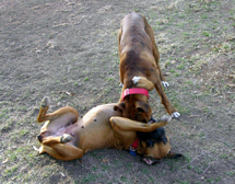 Lady Down
