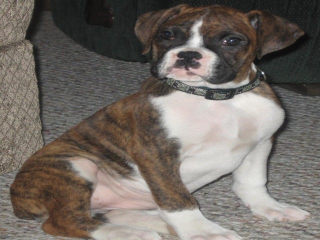 lady lexi