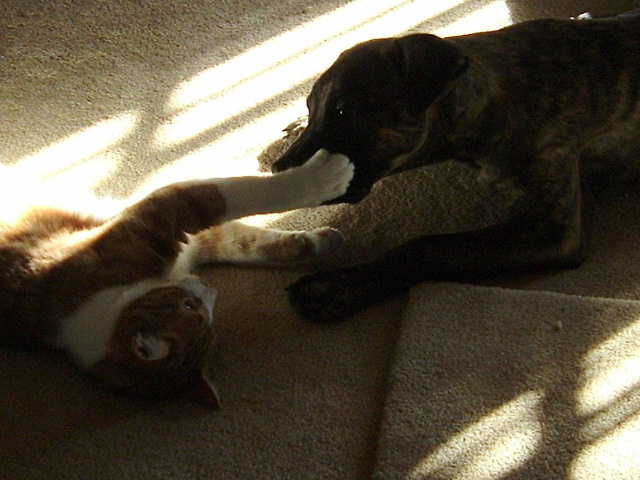 Lady & Pumpkin