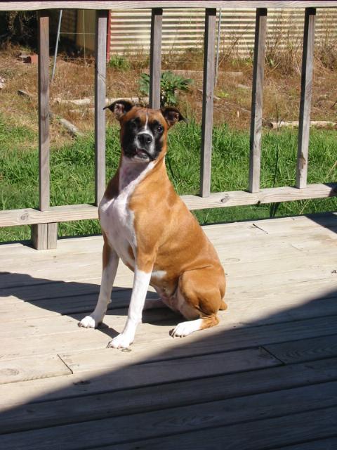 Lady Stella Whitesocks