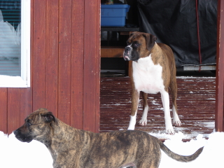 lady_and_buster