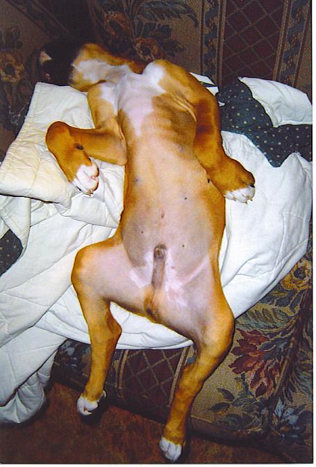 laidout