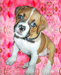 Laila (7wks)