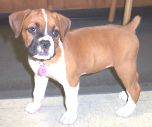 Laila (8wks)