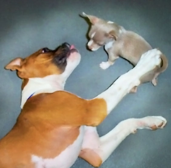 Laila and her 2lb friend