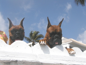 Laila and Holmes in West Palm