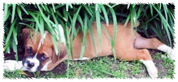Laila in the monkey grass