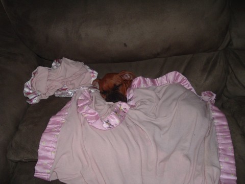 Laila tucked in
