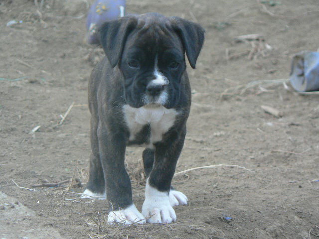 Laila6wks