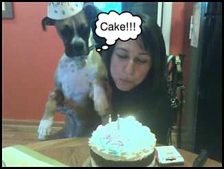 Laila_eyeing_the_cake