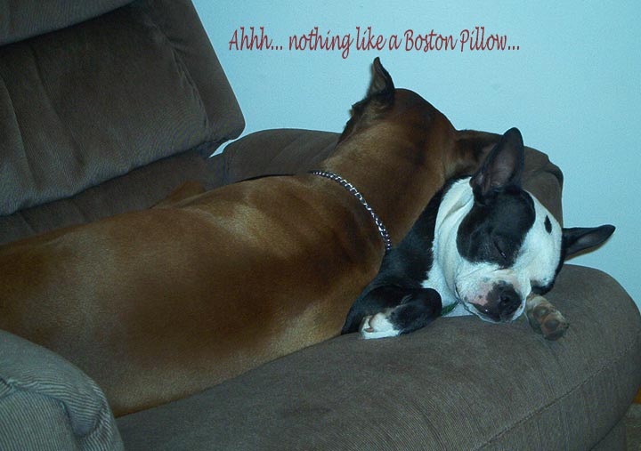 Laila_pillow