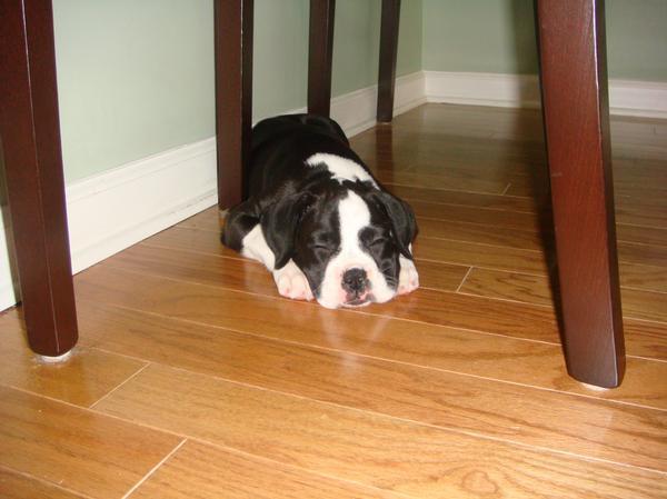 laila_sleeping_on_floor_1