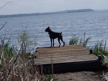 Lake Boxer